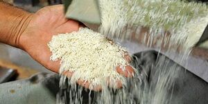 عکس خبري -واردات برنج آزاد شد