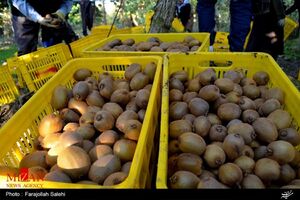 عکس خبري -ماجراي کيوي‌هاي برگشت خورده از گمرک چه بود؟