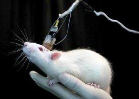 عکس خبري -موي بدن موش يک حسگر اپتيکي قوي است