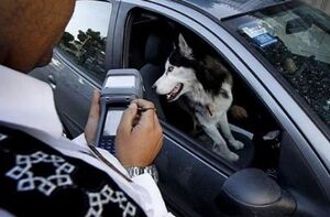 عکس خبري -جريمه حمل حيوان در خودرو چقدر است؟