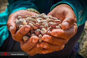 عکس خبري -صادرات پسته چرا کاهشي شد؟