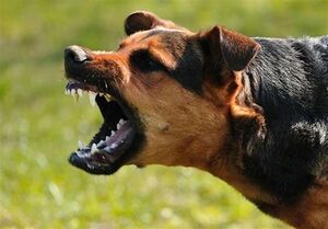 عکس خبري -"سگ‌هاي هارِ رها" و تهديد دائمي جان شهروندان