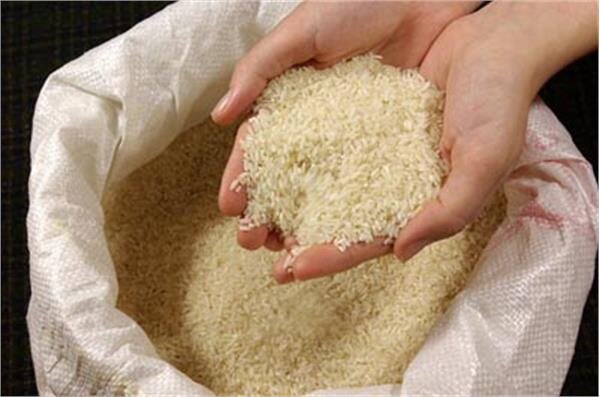 نوروزي: سود حاصل از دلالي بازار برنج به جيب شالي‌کار نمي‌رود