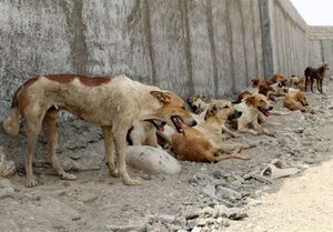 عکس خبري -"سگ‌هاي ولگرد" مهاجمان زيستگاه‌هاي طبيعت/ خطر توليد گرگاس‌هايي که انسان‌گريز نيستند