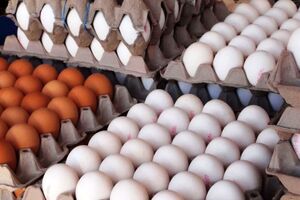 عکس خبري -قيمت مصوب هر عدد تخم مرغ فله ???? تومان