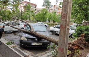عکس خبري -هشدار سازمان مديريت بحران به پايتخت‌نشينان: مراقب شکستن درختان و سقوط اجسام باشيد