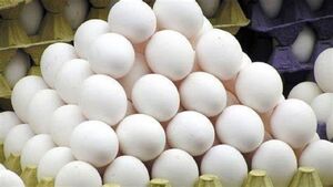 عکس خبري -هزينه خريد تخم مرغ چقدر است؟