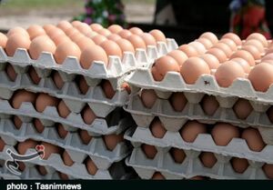 عکس خبري -عوارض صادرات تخم مرغ حذف شد