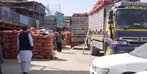 عکس خبري -طالبان صادرات پياز را ممنوع کرد