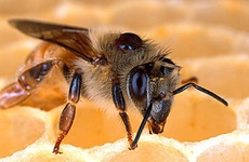 عکس خبري -  تسکين درد با زهر زنبور