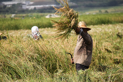 عکس خبري -خودکفايي در توليد برنج تا 3 سال آينده تصويب شد