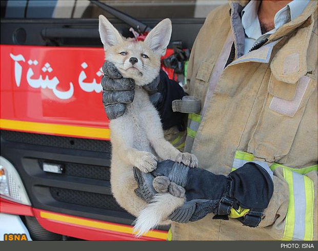 عکس خبري -  شکار روباه سرگردان در راه‌پله + عکس