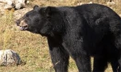 عکس خبري - زيباترين خرس ‌آسيا در ايران