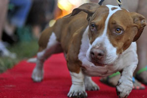 عکس خبري -زشت ترين سگ دنيا انتخاب شد 