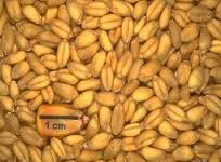 عکس خبري -صادرات 400 هزار تن گندم به ايران
