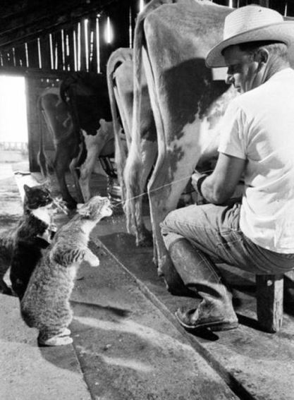 عکس خبري -عکس/ صف گربه ها براي خوردن شير از گاو