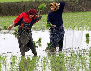 عکس خبري -افراد ذينفع اجازه پخش گزارشهاي آلودگي برنج هاي خارجي را نمي دهند