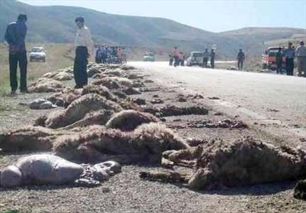 عکس خبري -برخورد يک خودرو با گله گوسفندان
