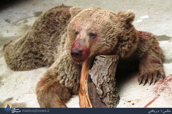 عکس خبري -عکس/ کشتار خرس در روز طبيعت 