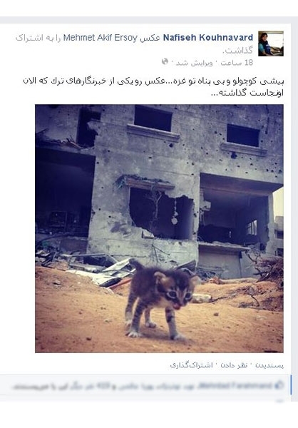 عکس خبري -دلسوزي خبرنگار BBC براي يک بچه گربه در غزه+عکس