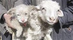 عکس خبري -گوسفندي که توله سگ بدنيا آورد+ عکس