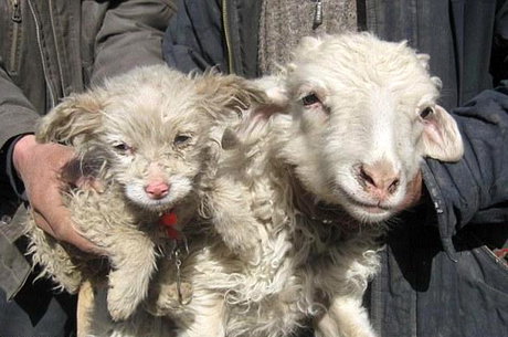 عکس خبري -  گوسفند، توله سگ زائيد! + عکس