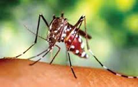 عکس خبري -رمزگشايي از اسرار انتقال مالاريا توسط پشه‌ها