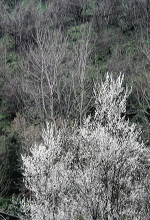 عکس خبري -گزارش تصويري/شکوفه دادن درختان در فصل زمستان - مازندران 