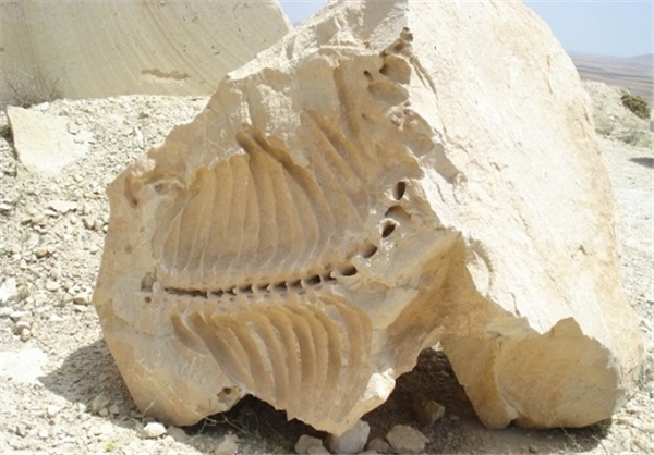 عکس خبري -کشف فسيل‌ 20 ميليون سال پيش در همدان