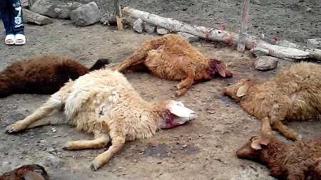 عکس خبري - گرگها 50 راس گوسفند را در تربت حيدريه تلف کردند