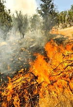 عکس خبري -گزارش تصويري/آتش سوزي وسيع در جنگل‌هاي زاگرس 