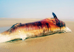 عکس خبري -نهنگي نادر در دير به گل نشست +عکس