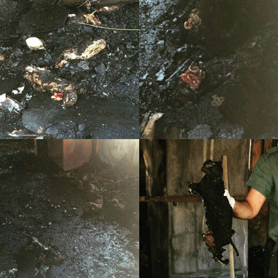 عکس خبري -پرونده آتش‌ سوزي پناهگاه حيوانات بسته شد!