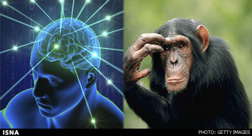 عکس خبري -زبان مساله مشترک مغز انسان و حيوان