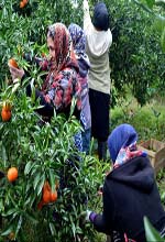 عکس خبري -گزارش تصويري/ برداشت مرکبات در مازندران 