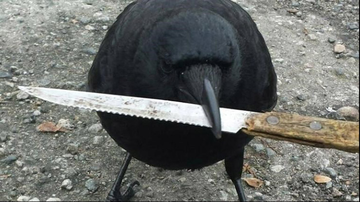 عکس خبري -کلاغي در کانادا چاقوي مجرم را دزديد