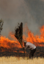 عکس خبري -گزارش تصويري/آتش سوزي مزارع گندم کوهدشت 