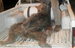 عکس خبري -کشته شدن خرس قهوه اي در دالاهو کرمانشاه