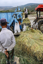 عکس خبري -گزارش تصويري/برداشت برنج در شاليزارهاي گلستان 