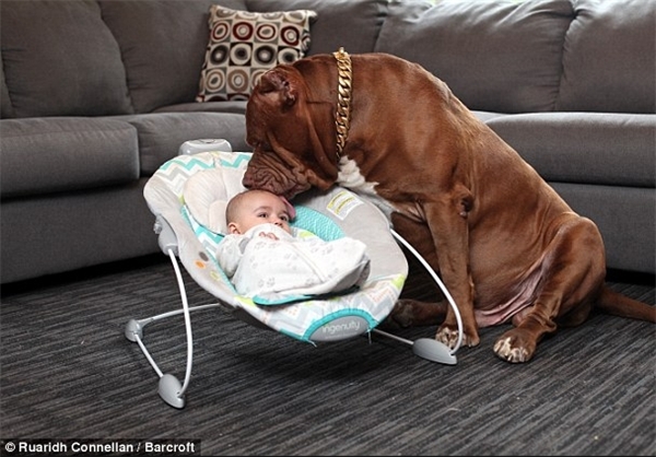 عکس خبري -پرستاري سگ از نوزاد تازه متولد شده+عکس