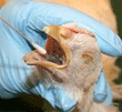 عکس خبري -آنفولانزاي مرغي تا کنون گزارش نشده است/ واکسن‎‏‎هاي آنفولانزا سال جاري براي سال آينده کارآيي ندارند/ بهداشت فردي مهمترين عامل جهت جلوگيري از شيوع آنفولانزاي مرغي است