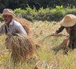 عکس خبري -توليد کنندگان برنج در کشور نياز به حمايت دولت دارند 