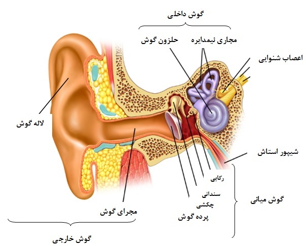 عکس خبري -چگونه صداي وزوز گوش را درمان كنيم؟