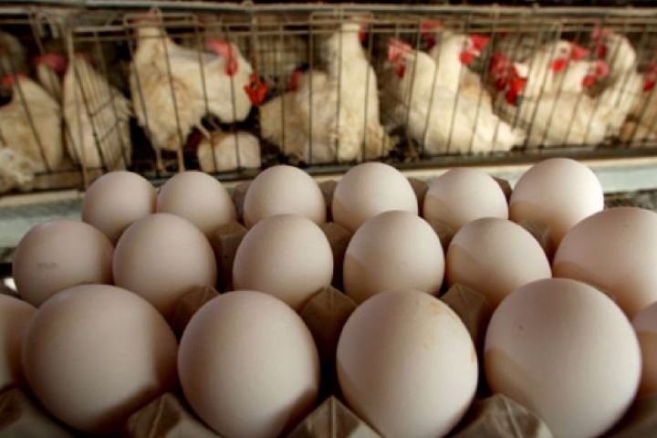 عکس خبري -تبعات واردات تخم مرغ، گريبانگير مرغداران شد/ آنفلوآنزاي مرغي ، تعادل بازار تخم مرغ را بهم زد