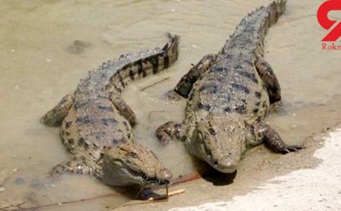 عکس خبري - حمله تمساح ها به سيل زدگان سيستان و بلوچستان