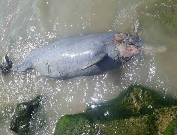 عکس خبري -مشاهده لاشه دلفين در ساحل بوشهر