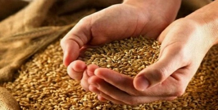 عکس خبري -130 ميليارد تومان مطالبات شرکت‌هاي توليدکننده بذر پرداخت شود