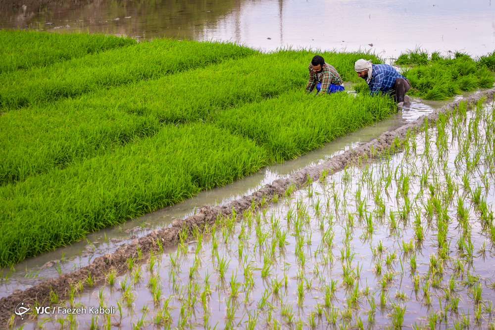 عکس خبري -کاهش واردات برنج با برداشت محدوديت کشت در استان هاي غير شمالي