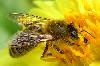 عکس خبري -پوشش گياهي و آب و هواي ايران مستعد صنعت زنبورداري