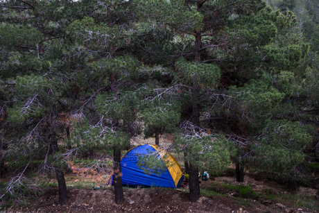 عکس خبري -چرايي کاشت درختان غيربومي در بوستان ياس